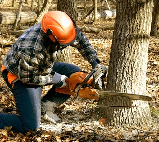 Tree Removal in Fort Sill, OK
